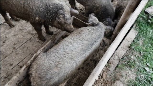А ты видел такую шерсть у венгерской мангалицы  И немного о конституции свиньи
