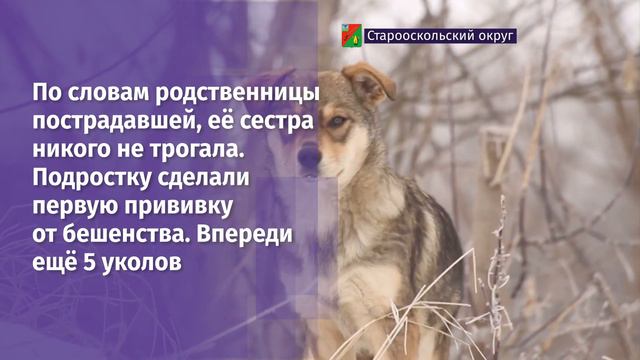 В Старом Осколе собака укусила возвращавшуюся из школы 15-летнюю девочку