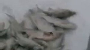 Рыбалка на Ижевском пруду