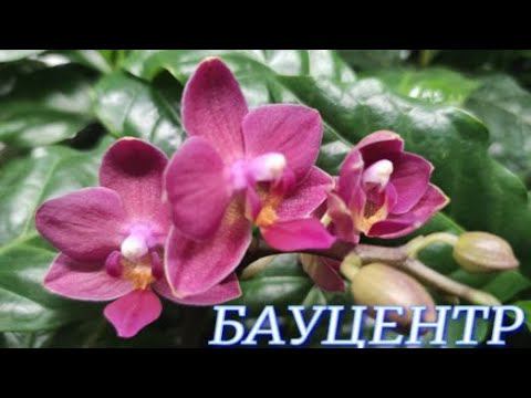 №833/ ОБЗОР орхидей в БАУЦЕНТРЕ