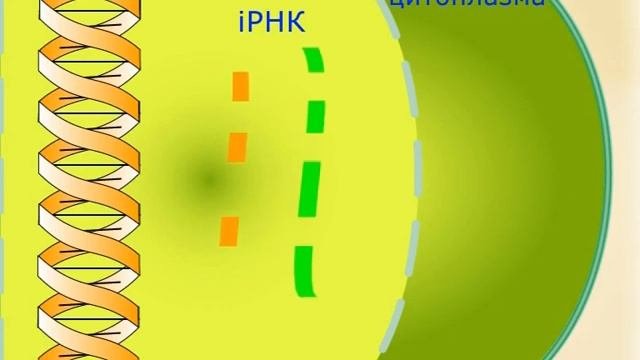ГЕНИ. МОЛЕКУЛЯРНА СТРУКТУРА ГЕНА
