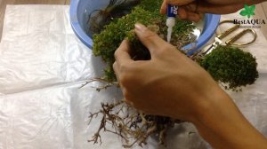 How to make a Bonsai for Aquarium With Micranthemum 'Monte Carlo'