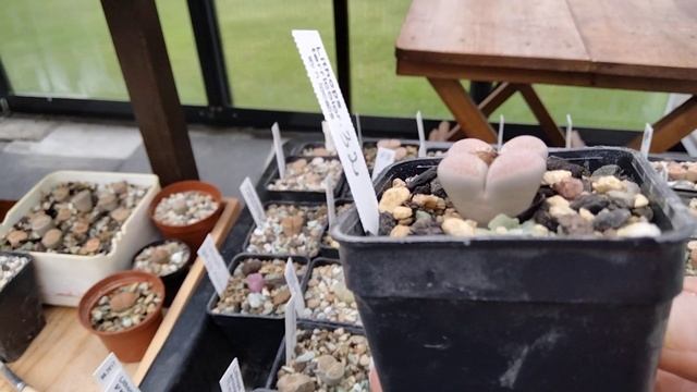 Литопсы.Летний полив и уход,стагнация..Как выглядит привитая маммилярия с прошлого года?Lithops смотреть онлайн