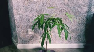 Брахихитон клёнолистный в частном доме в Петербурге