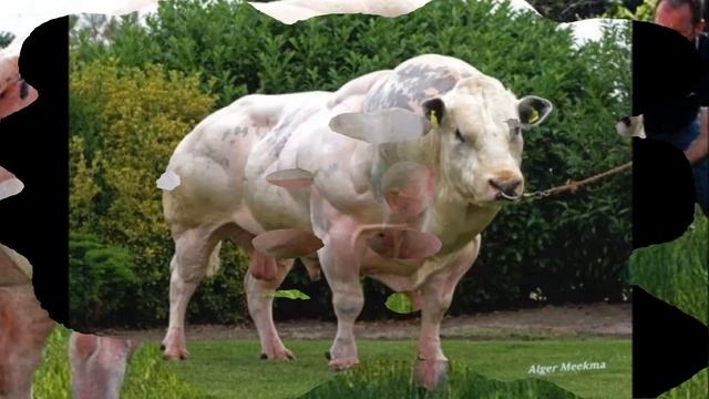САМЫЕ УЖАСНЫЕ ПОРОДЫ КОРОВ. ТОП-3