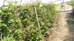 Ежевика Лохтей в теплице