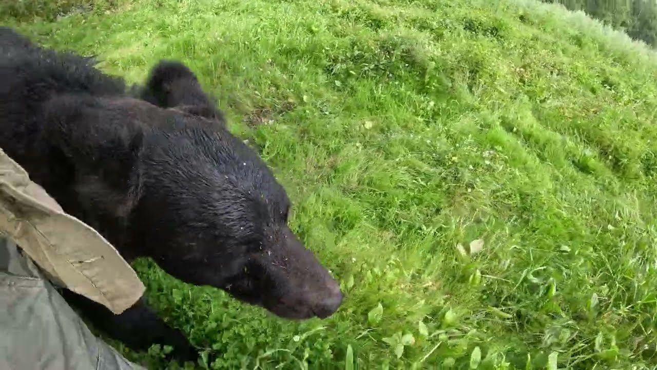 Медведица не хочет гулять в такую духоту. смотреть онлайн