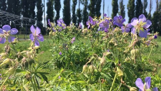 Bodziszek łąkowy, Geranium pratense смотреть онлайн