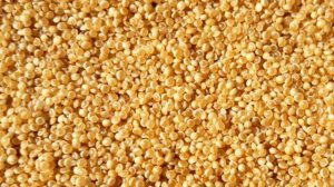 Амарант цветок — описание, посадка и уход