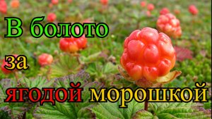 Золото севера, Царская Ягода Морошка.Собираем морошку.