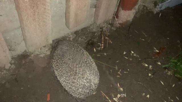 Ночная жизнь ежа, вы слышали как разговаривают ежики