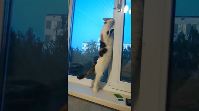 Кошка ходит на двух лапках ? #shorts #funny #cat