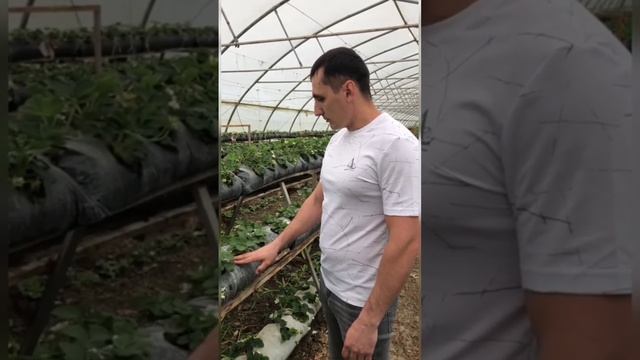 клубника на малообъемке смотреть онлайн