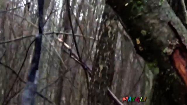 Какие грибы растут в ноябре. Вешенки. Говорушки. смотреть онлайн