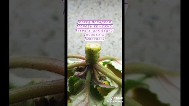 Омоложение фиалки 🌺 #омоложениефиалки#фиалки#стеллаж смотреть онлайн