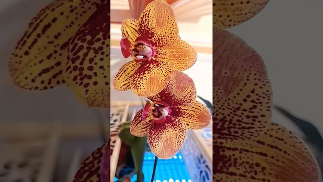 Домашнее цветение орхидеи Карин алоха смотреть онлайн