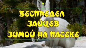 БЕСПРЕДЕЛ ЗАЙЦЕВ ЗИМОЙ НА ПАСЕКЕ. ЗАЙЦЫ В ПРИРОДЕ. ЧЕМ ПИТАЮТСЯ ЗАЙЦЫ_