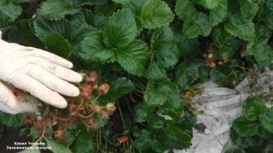 ПОЧЕМУ СОХНУТ ЯГОДЫ КЛУБНИКИ НА КУСТАХ ПРИЧИНЫ ЗАСЫХАНИЯ ЯГОД КЛУБНИКИ НА КУСТАХ