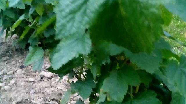 черная смородина селеченская 2. Неполное виде, что смог вытянуть из глюкнувшей карты смотреть онлайн