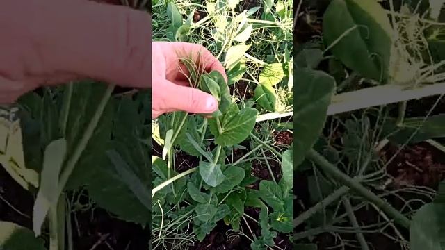 Горох, сорт Аксайский усатый. смотреть онлайн