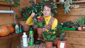 SOS! Комнатные цветы из магазина погибают  Как спасти герберу