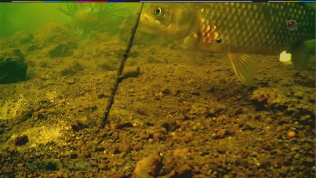 Рыбалка на речке, Подмосковье. Съёмка поклёвок в динамике, Насадка хлеб смотреть онлайн