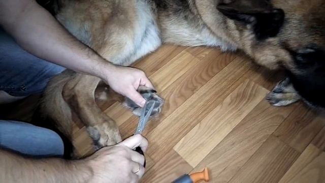 У собаки мерзнут лапы. Что делать? смотреть онлайн