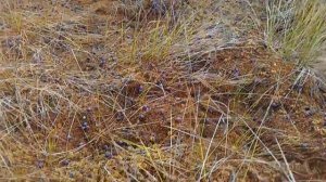 Клюква растет на болоте