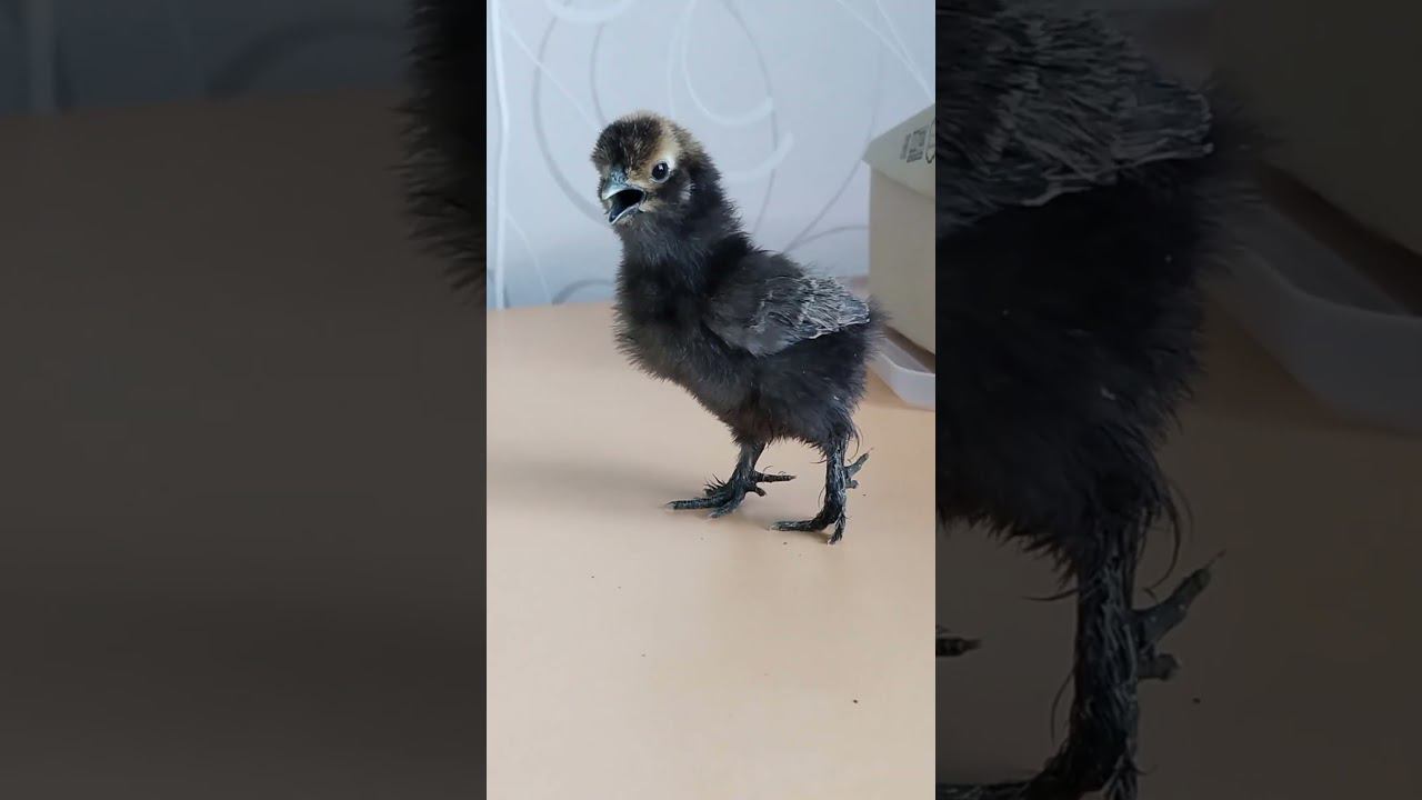 Цыпленок шелковый, весь в папу. #silkies