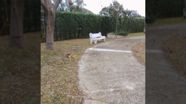 Árbolista, tala de Sauce llorón Salix babylonica смотреть онлайн