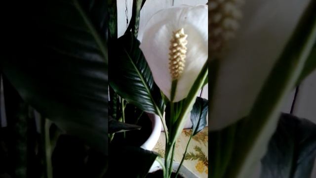 Птица счастья. Мои рифмы. смотреть онлайн