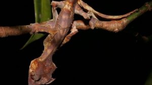 ТОП 10 ФАКТОВ О ГЕККОНАХ.