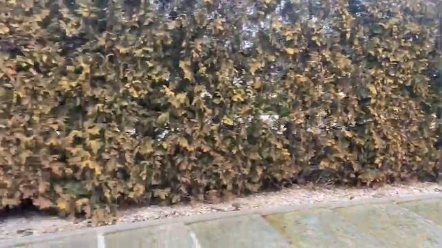 08.01.22. Парк Краснодар смотреть онлайн