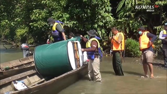 Satu Individu Orangutan Sumatera (Pongo Abelii) Dilepasliarkan смотреть онлайн
