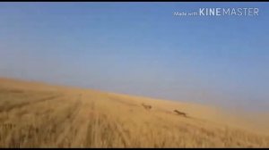 Тазы Охота на Косулю (Охота с собаками) / Hunting