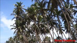 Пляж Ваддува на Шри Ланке