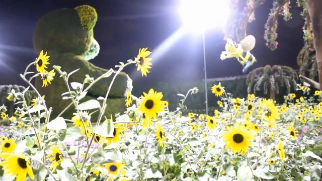 Miracle garden dubai | Tourist places in dubair | Miracle garden ticken price | miracle garden vide смотреть онлайн