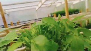 Черенки вегетативных георгин осень 2023г.