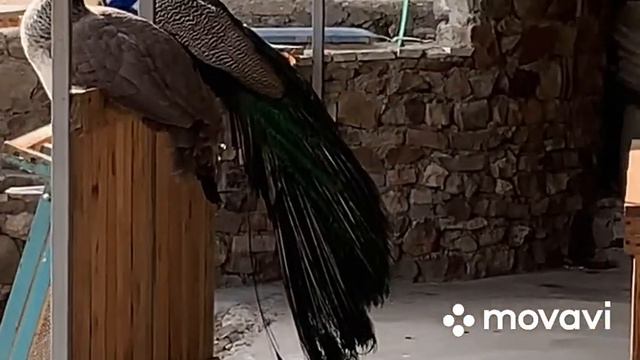 Как мы проехали 8000 км по маршруту: «Куда глаза глядят». Часть 9. Махачкала смотреть онлайн