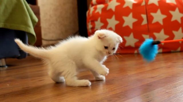 Голубоглазый котёнок с рыженьким хвостиком и ушками