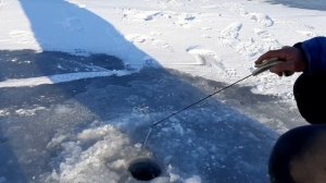 Зимняя рыбалка на маныче. Увлекся окунем и забыл про жерлицы...