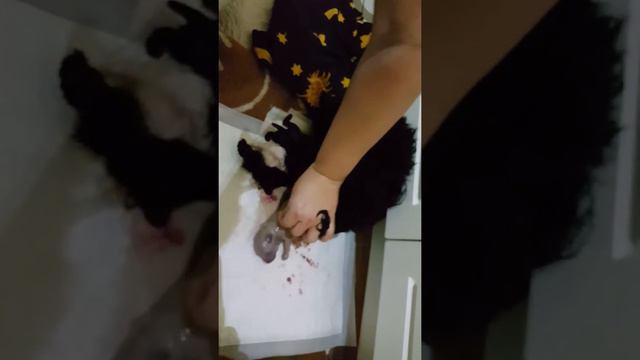 Toy Poodle. Рождение щенка Пуделя.