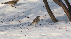 Дрозды на рябине.