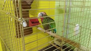 Кубинский амазон и волнистый попугай