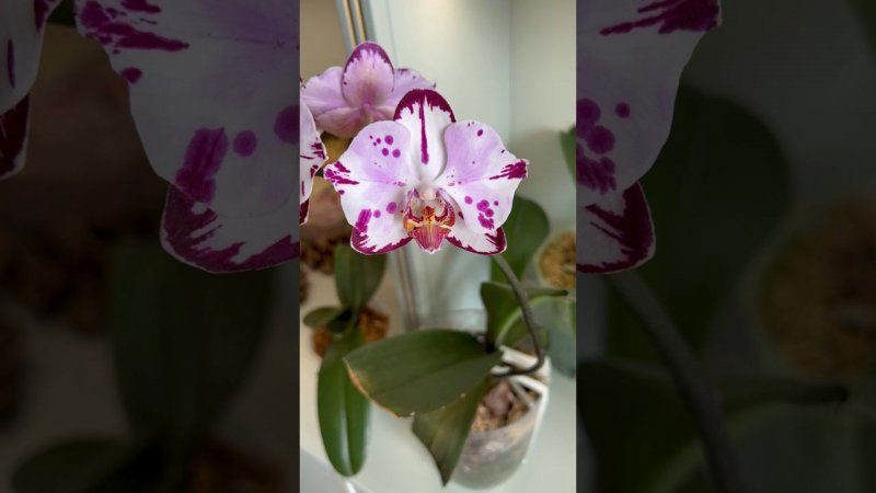 #orchid #орхидеи #орхідеї #данапротасова #magicart #орхидеибабочки #зебо @zeboorhids