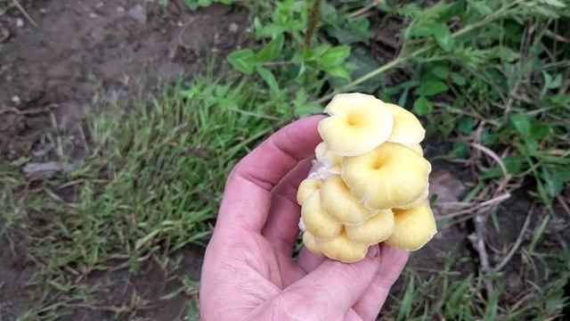 Ильмак, Вешенка лимонная, Pleurotus citrinopileatus - съедобный вкусный гриб. Приморский край смотреть онлайн
