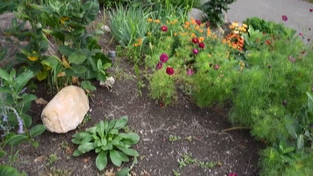 Ep 12: Early Aug 2020 Garden Tour - MN Zone 4 Gardening смотреть онлайн