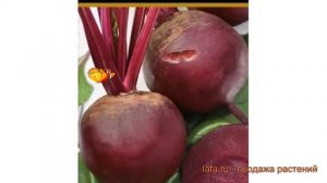 Свекла столовый Креолка (kreolka) ? столовый свекла Креолка обзор: как сажать, семена свеклы Креолк