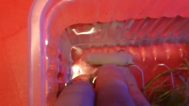 Водяные ослики смотреть онлайн