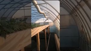 Печь на дровах в теплице Муссон 1000 отзыв покупателя